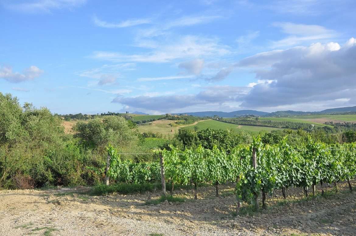 wineyard, grapeyard, grape farm-685033.jpg