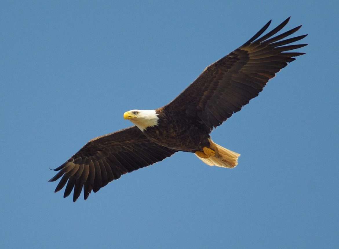 eagle, fly, bird-864725.jpg
