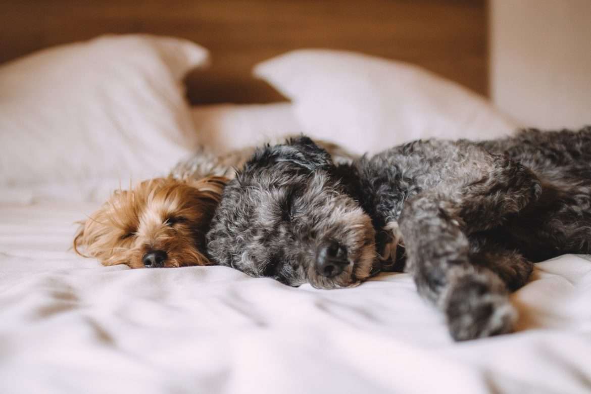 dogs, pets, canine-1284238.jpg